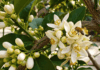 15 Euphoric Edible Plants You Can Grow in Containers