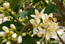 15 Euphoric Edible Plants You Can Grow in Containers