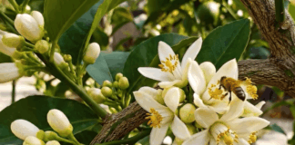 15 Euphoric Edible Plants You Can Grow in Containers