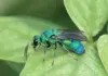 Zionism, the Human Parasitoid