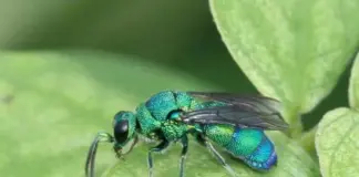 Zionism, the Human Parasitoid