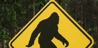 Sasquatch