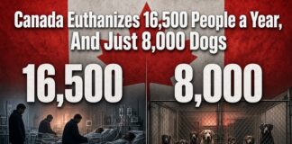 Canada Euthanizes 16,500 People a Year, And Just 8,000 Dogs